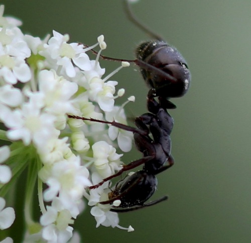 Black Field Ant
Formica subsericea